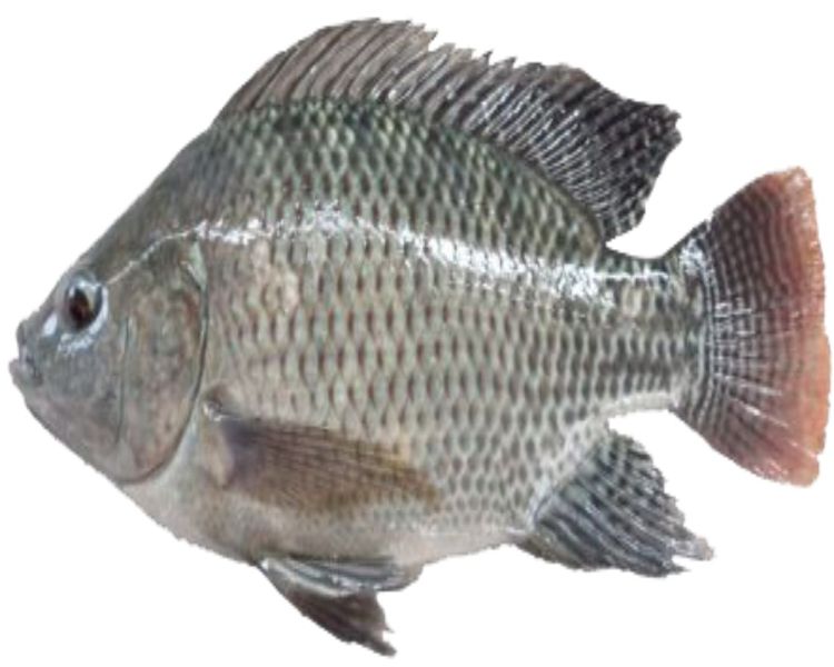 Detail Ikan Pipih Png Nomer 17