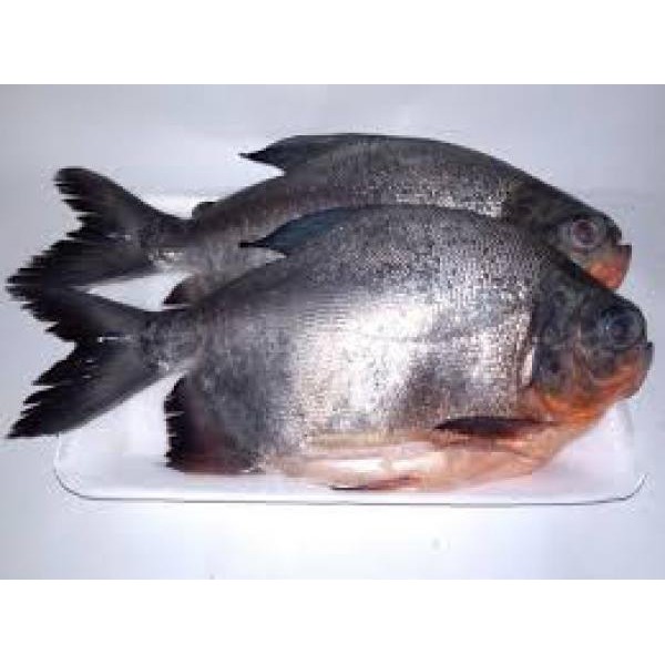 Detail Ikan Pipih Png Nomer 18