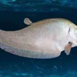 Detail Ikan Pipih Png Nomer 19