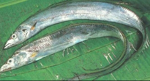 Detail Ikan Pipih Png Nomer 20