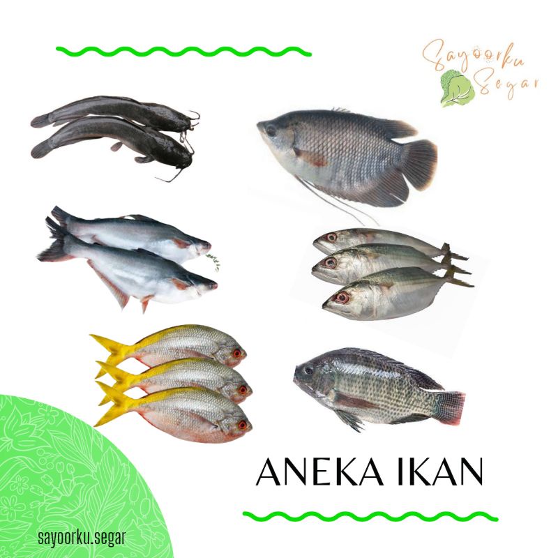 Detail Ikan Pipih Png Nomer 21