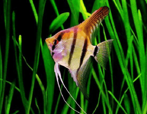 Detail Ikan Pipih Png Nomer 24