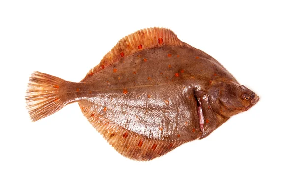 Detail Ikan Pipih Png Nomer 26