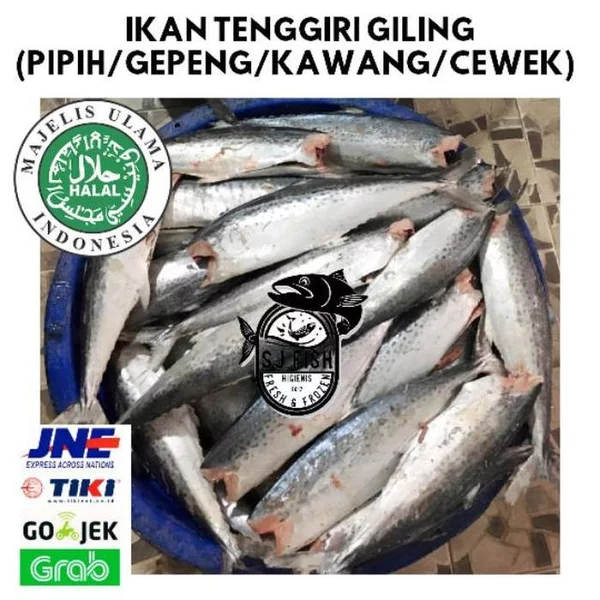Detail Ikan Pipih Png Nomer 27