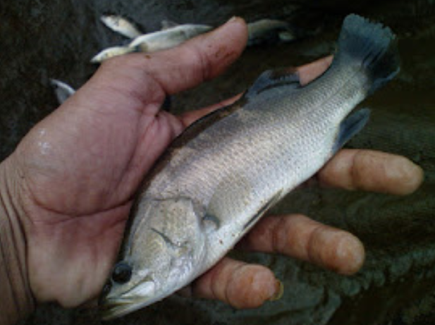 Detail Ikan Pipih Png Nomer 29