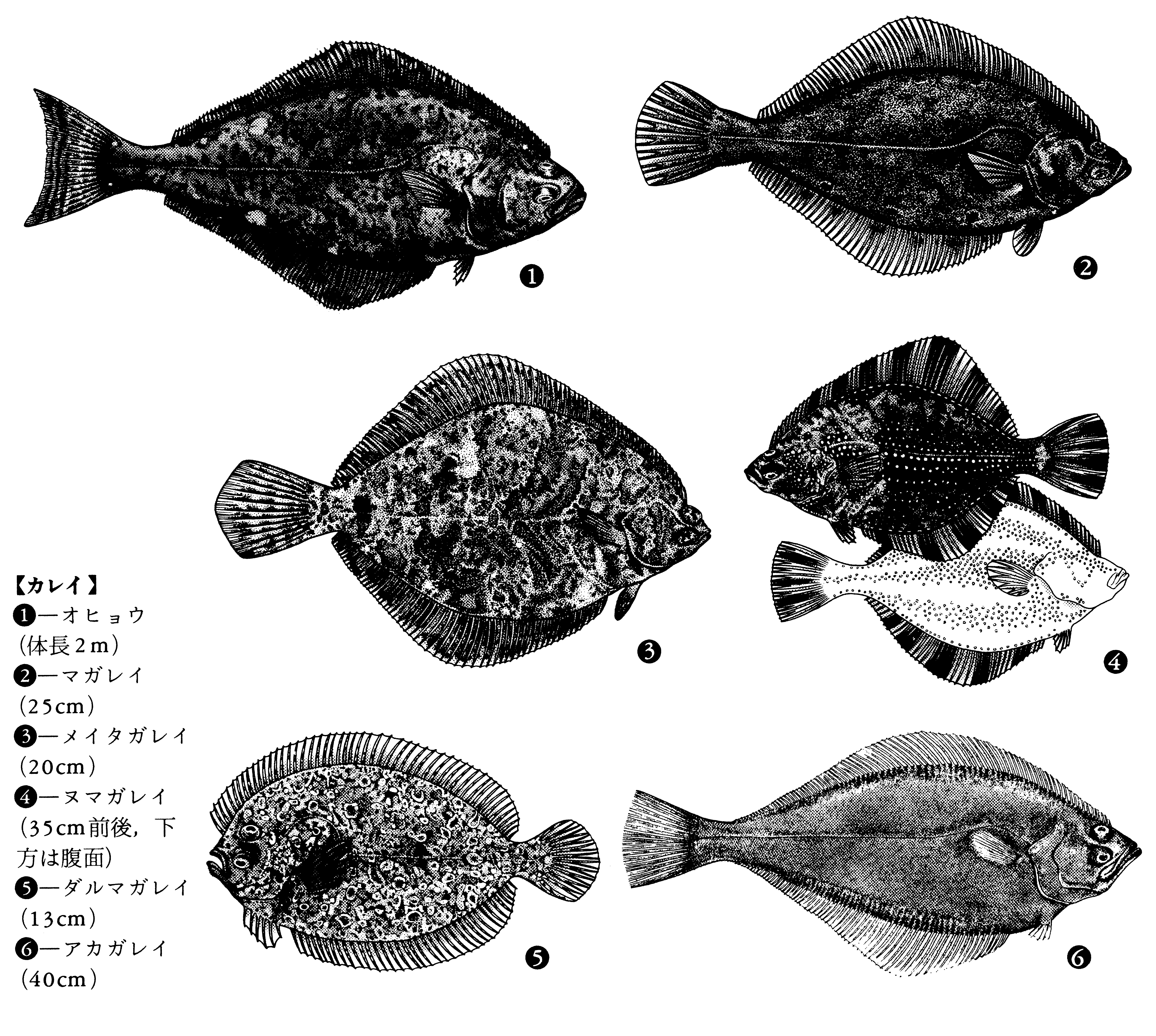Detail Ikan Pipih Png Nomer 34