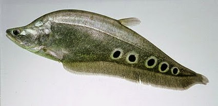 Detail Ikan Pipih Png Nomer 5