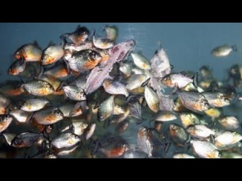 Detail Ikan Piranha Makan Buaya Nomer 4