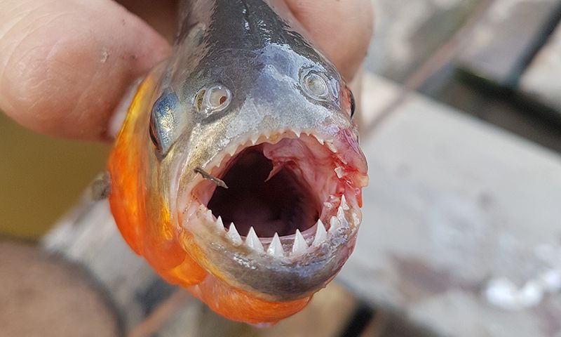 Detail Ikan Piranha Makan Buaya Nomer 43