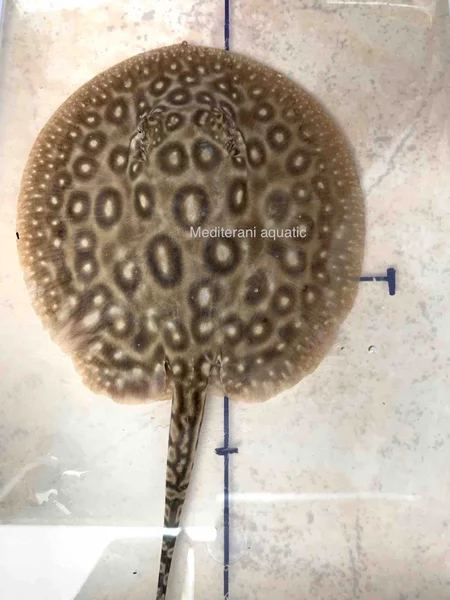 Detail Ikan Polkadot Nomer 44