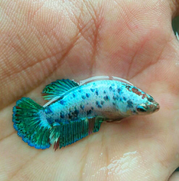 Detail Ikan Polkadot Nomer 48