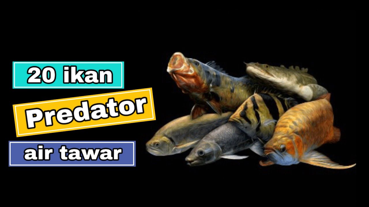 Detail Ikan Predator Air Tawar Aquarium Nomer 16