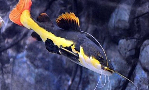 Detail Ikan Predator Air Tawar Aquarium Nomer 31