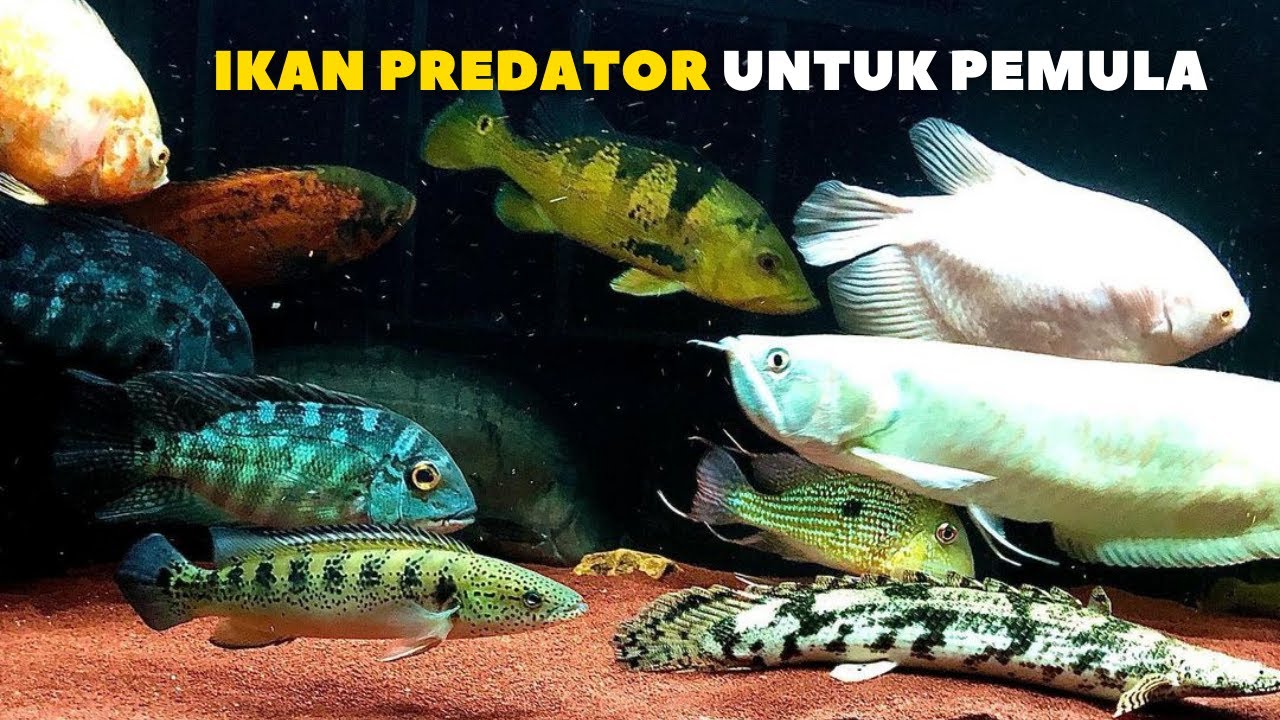 Detail Ikan Predator Air Tawar Aquarium Nomer 45