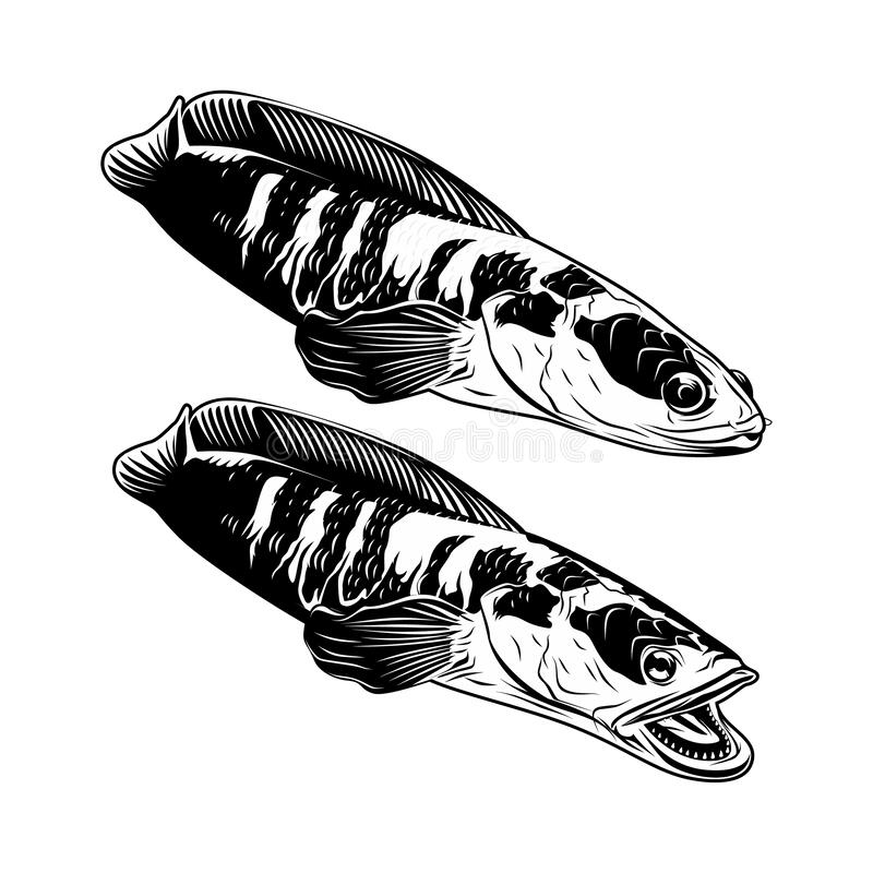 Detail Ikan Predator Vector Nomer 7