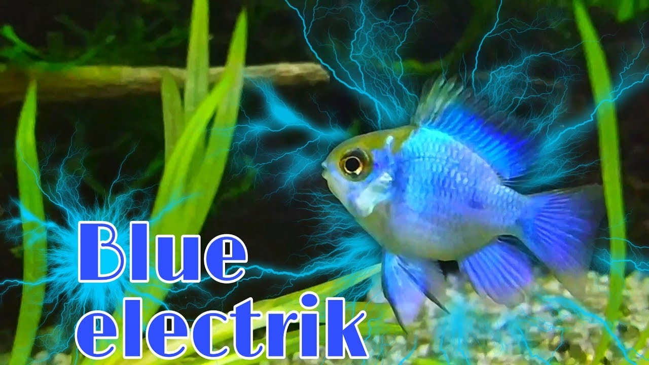 Detail Ikan Ramirezi Blue Electric Nomer 17