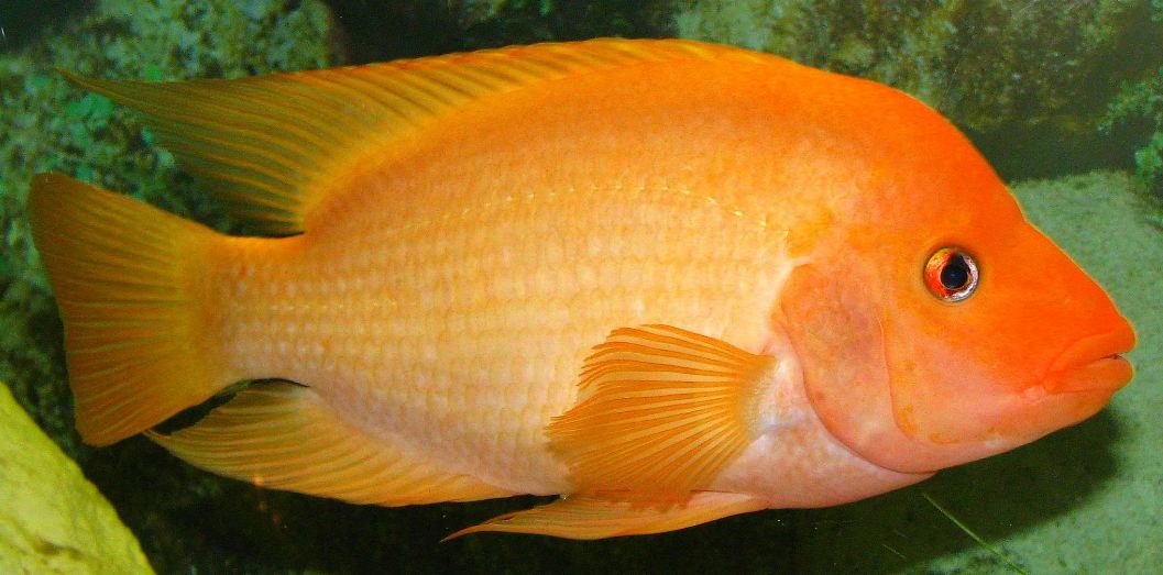 Ikan Red Devil - KibrisPDR