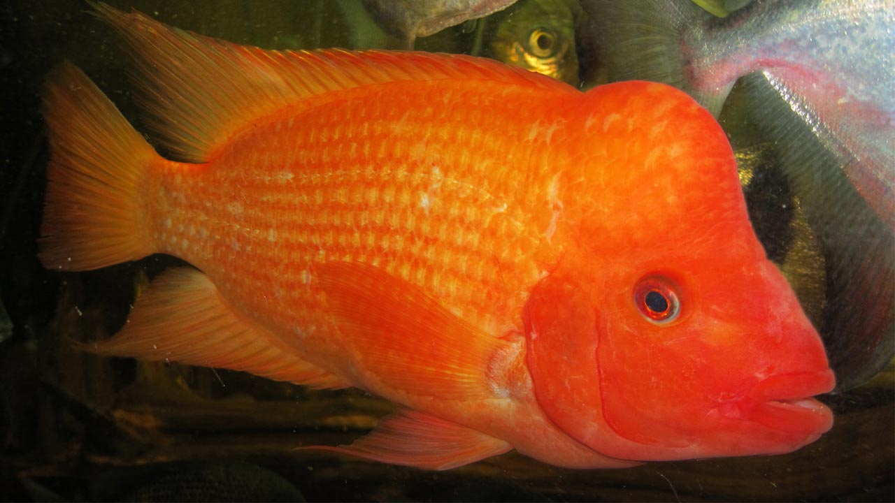 Detail Ikan Red Devil Nomer 2