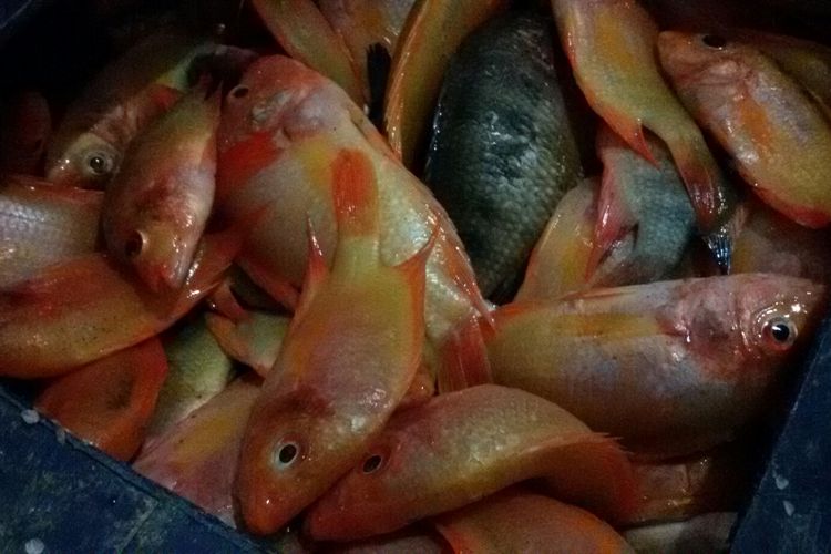 Detail Ikan Red Devil Nomer 11