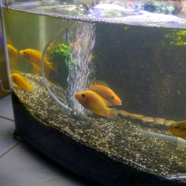 Detail Ikan Red Devil Nomer 12