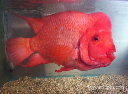 Detail Ikan Red Devil Nomer 14