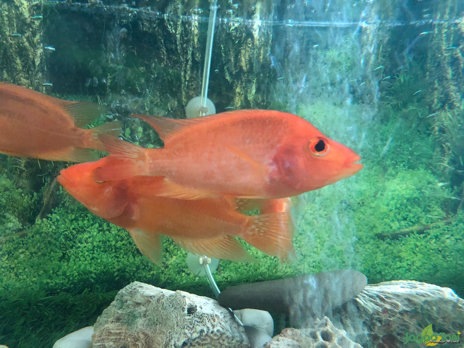 Detail Ikan Red Devil Nomer 16