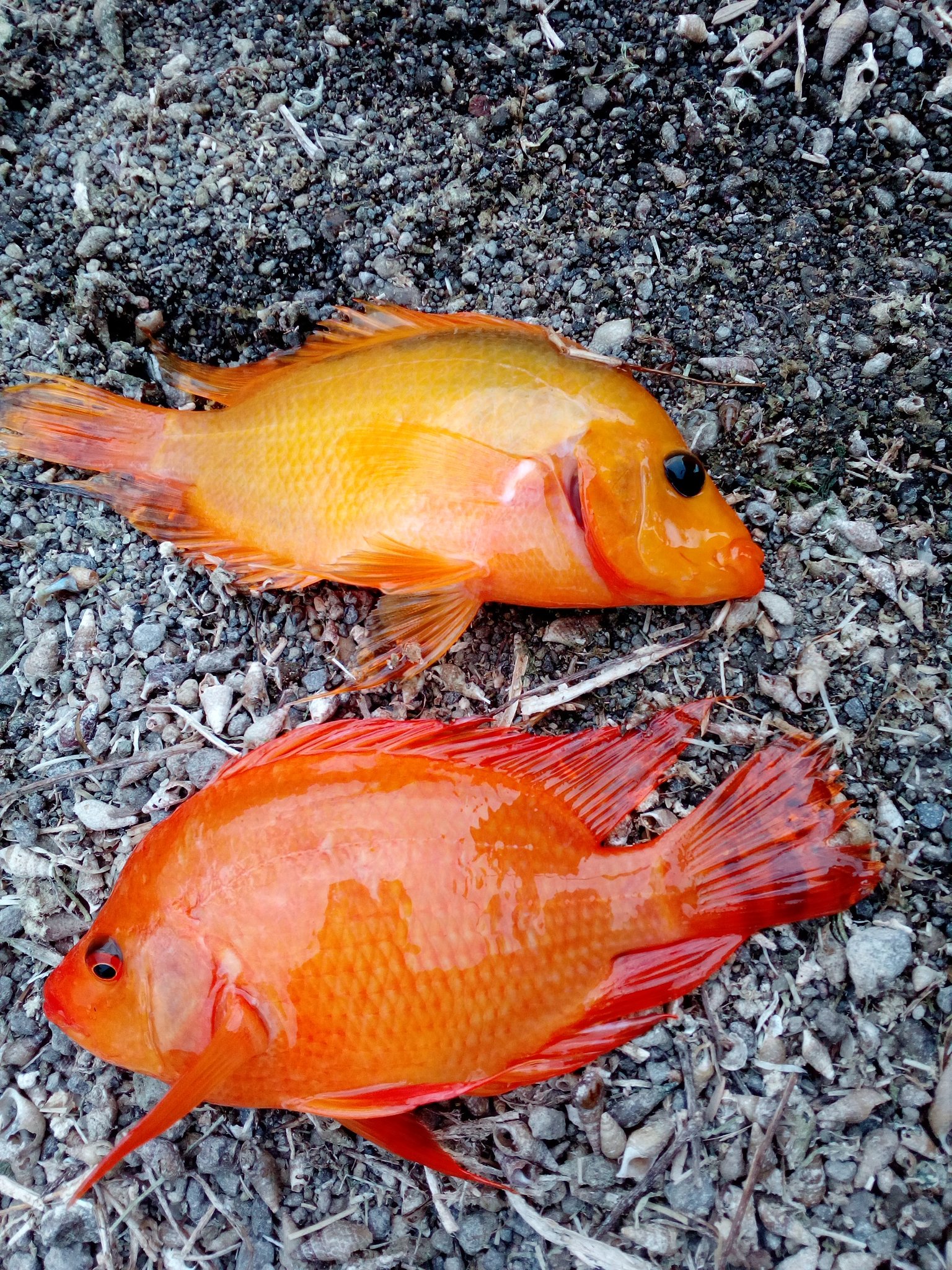 Detail Ikan Red Devil Nomer 17