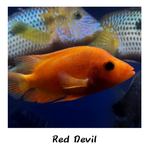 Detail Ikan Red Devil Nomer 21