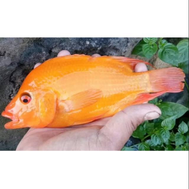Detail Ikan Red Devil Nomer 22