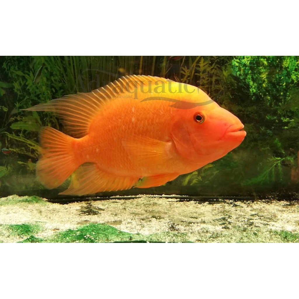 Detail Ikan Red Devil Nomer 23