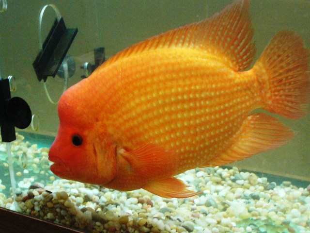 Detail Ikan Red Devil Nomer 27