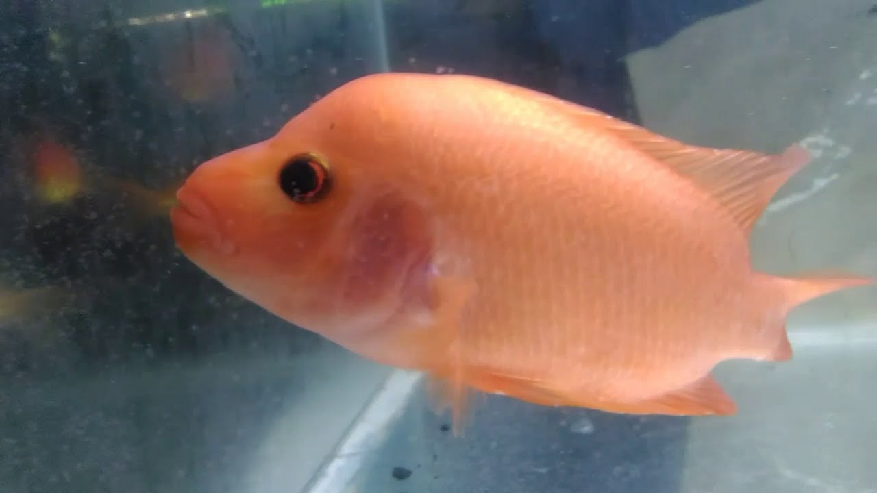 Detail Ikan Red Devil Nomer 3
