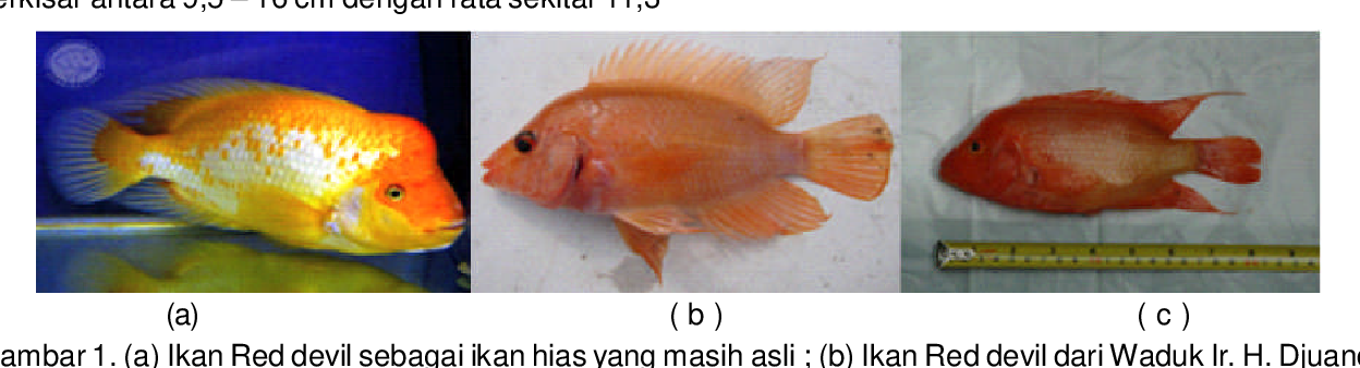 Detail Ikan Red Devil Nomer 30