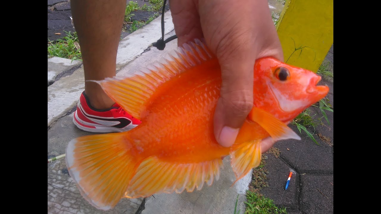 Detail Ikan Red Devil Nomer 31