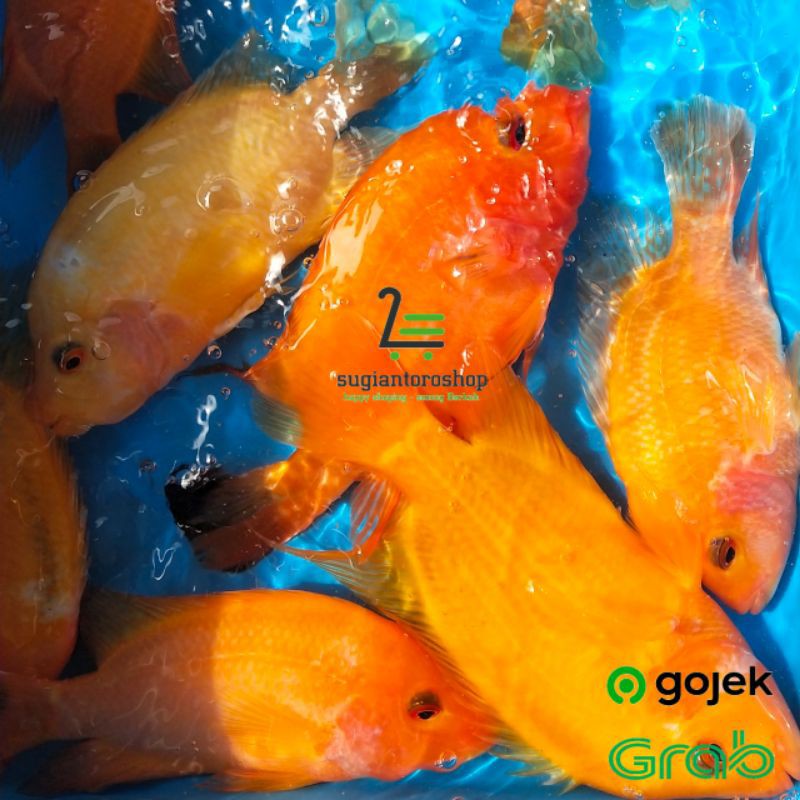 Detail Ikan Red Devil Nomer 34