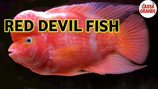 Detail Ikan Red Devil Nomer 4