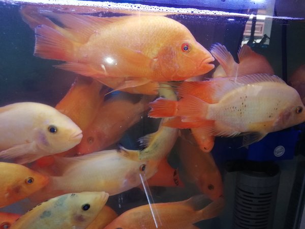 Detail Ikan Red Devil Nomer 36