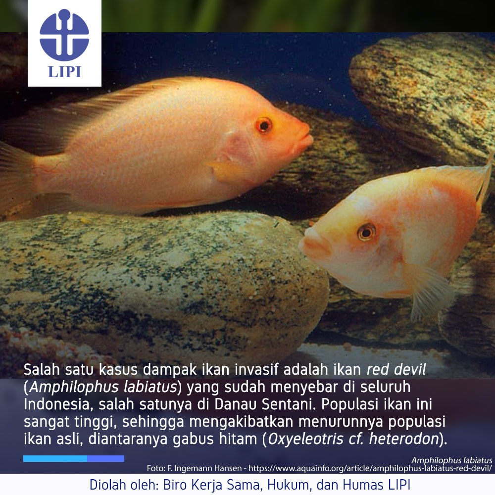 Detail Ikan Red Devil Nomer 37