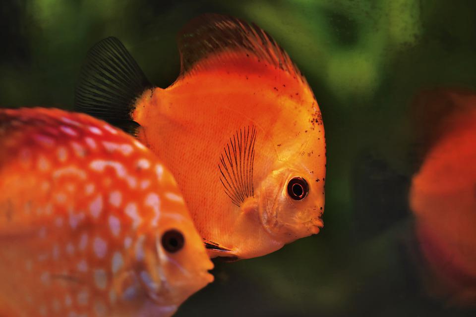 Detail Ikan Red Devil Nomer 42