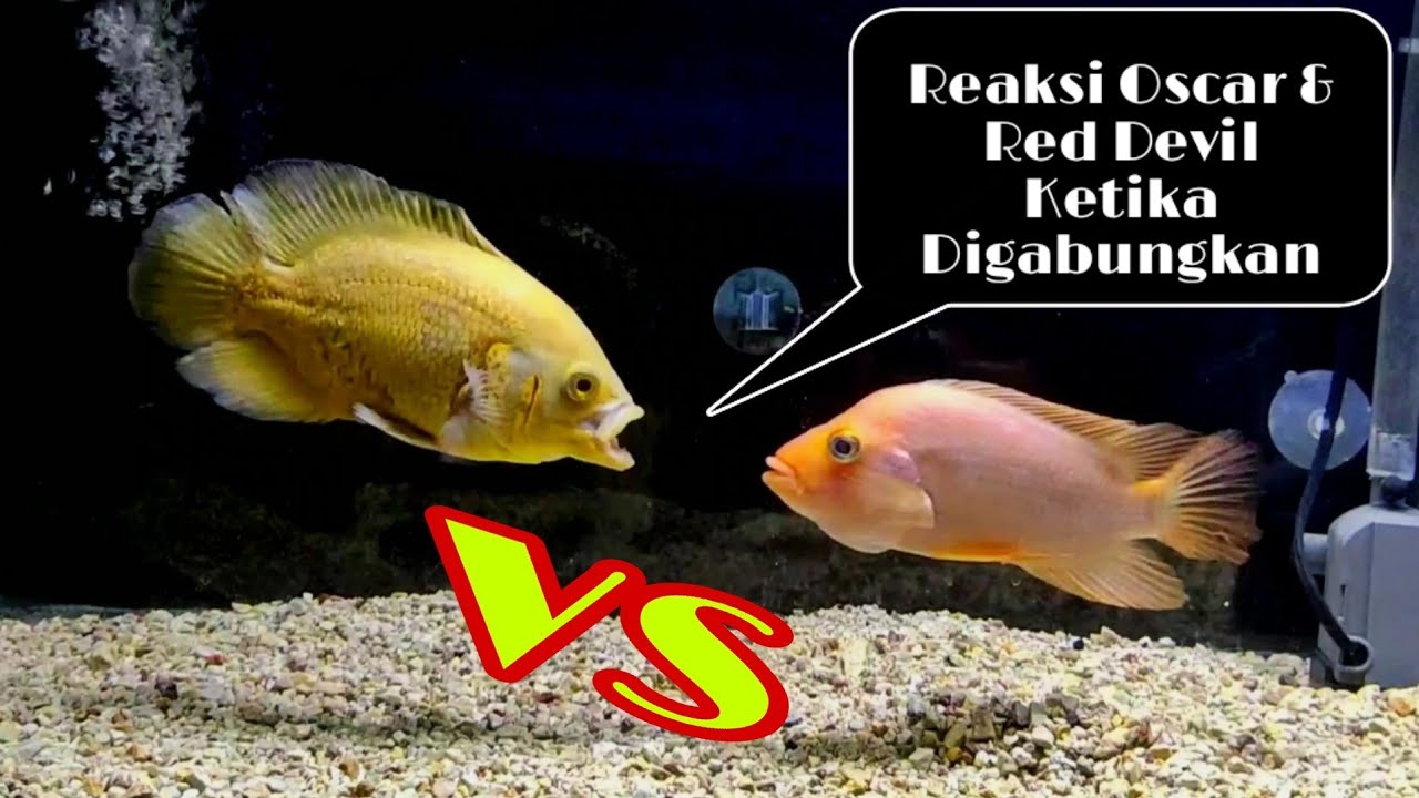 Detail Ikan Red Devil Nomer 43