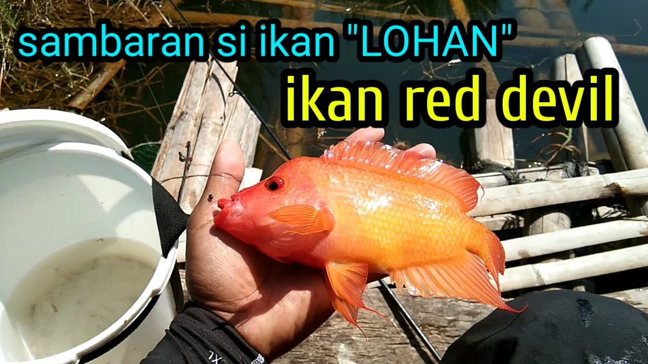 Detail Ikan Red Devil Nomer 46