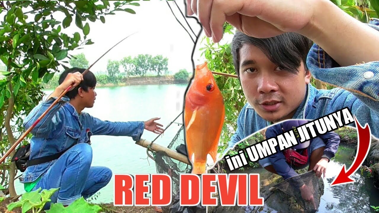 Detail Ikan Red Devil Nomer 47