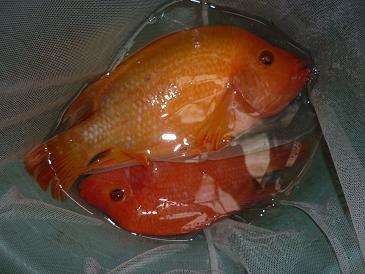 Detail Ikan Red Devil Nomer 48