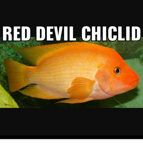Detail Ikan Red Devil Nomer 50