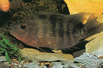 Detail Ikan Red Devil Nomer 53