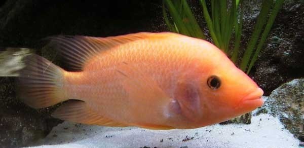 Detail Ikan Red Devil Nomer 6