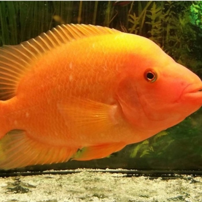 Detail Ikan Red Devil Nomer 7