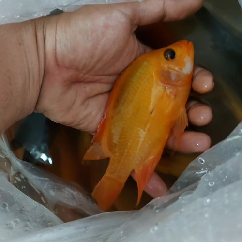 Detail Ikan Red Devil Nomer 9