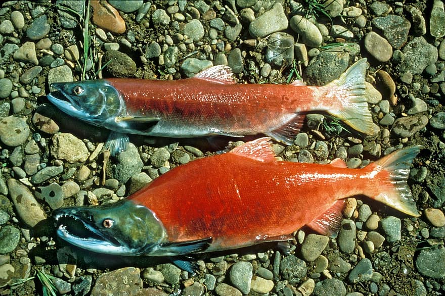 Detail Ikan Salmon Merah Nomer 11