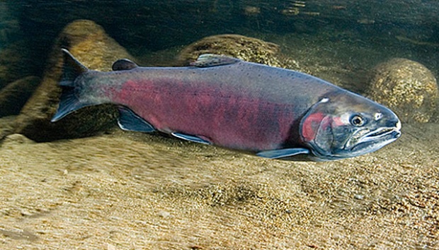 Detail Ikan Salmon Merah Nomer 12